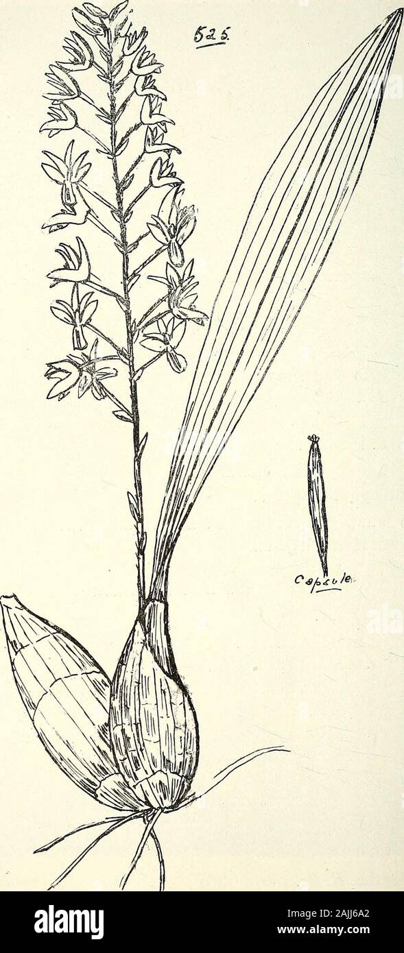 Comprehensive catalogue of Queensland plants, both indigenous and naturalised To which are added, where known, the aboriginal and other vernacular names; with numerous illustrations, and copious notes on the properties, features, &c., of the plants . h.—Flowers white,minutissimum, F. v. M.Toressae, Bail. bracteatum, Bail. = ? Adelopetalum bracteatum, Fitzg.punctatum, Fitzg.Elisse, F. v. M.Bowkettae, Bail.lageniforme, Bail. •Cirrhopetalum, Lindl. clavigerum, Fitzg.Osyricera, Bhnne. purpurascens, Deane. = Bulbophyllum purpurascens, Bail. Subtribe IV.—Eriece.Eria, Lindl. Fitzalani, F.v.M. (Fig. 5 Stock Photo