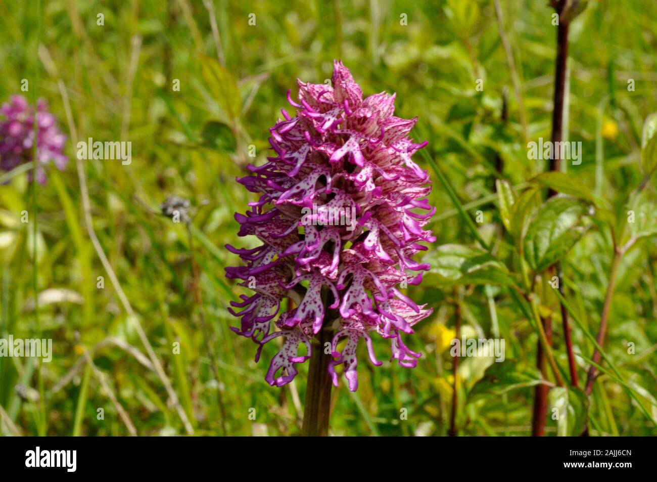 Lady/Monkey hybrid Orchid,Orchis purpura x simia, rare, Hartslock reserve,Goring, Oxfordshire,UK Stock Photo