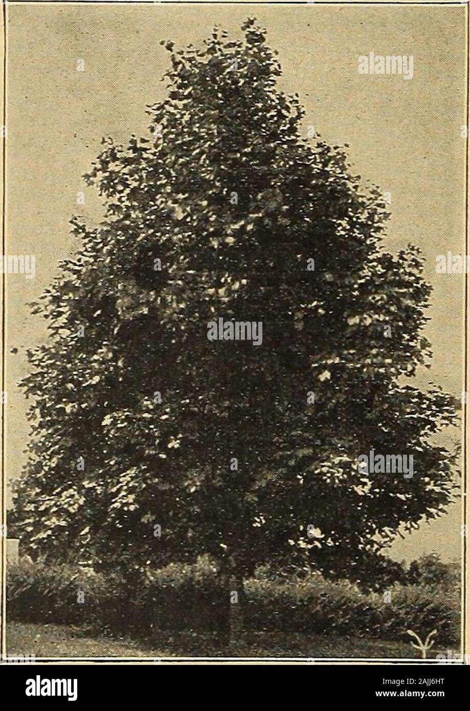 Vaughan's seed store . $2.00 each; 2in. cal., $3.00; 10 ft.. 2)4 in. $4.00; 10 to 12 ft., 3 in. cal., $6.00.Schwedleri (Schwedlers Purple-Leaved Maple.) A handsome treewith beautiful foliage, in the spring a purplish crimson changing to dark green during the summer and fading to tones of purple, red and brown in the fall. Has the same characteristics as the Norway Maple. 8 to 10 ft., $2.25 each; 8 to 10 ft. 2 in. cal., $3.25. Silver Maple. (Dasycarpum.) Very fast grower, makes dense shade and thrives in anysoil. We offer especially fine trees for street planting. 6 to 8 ft., 80c; S to 10 ft., Stock Photo