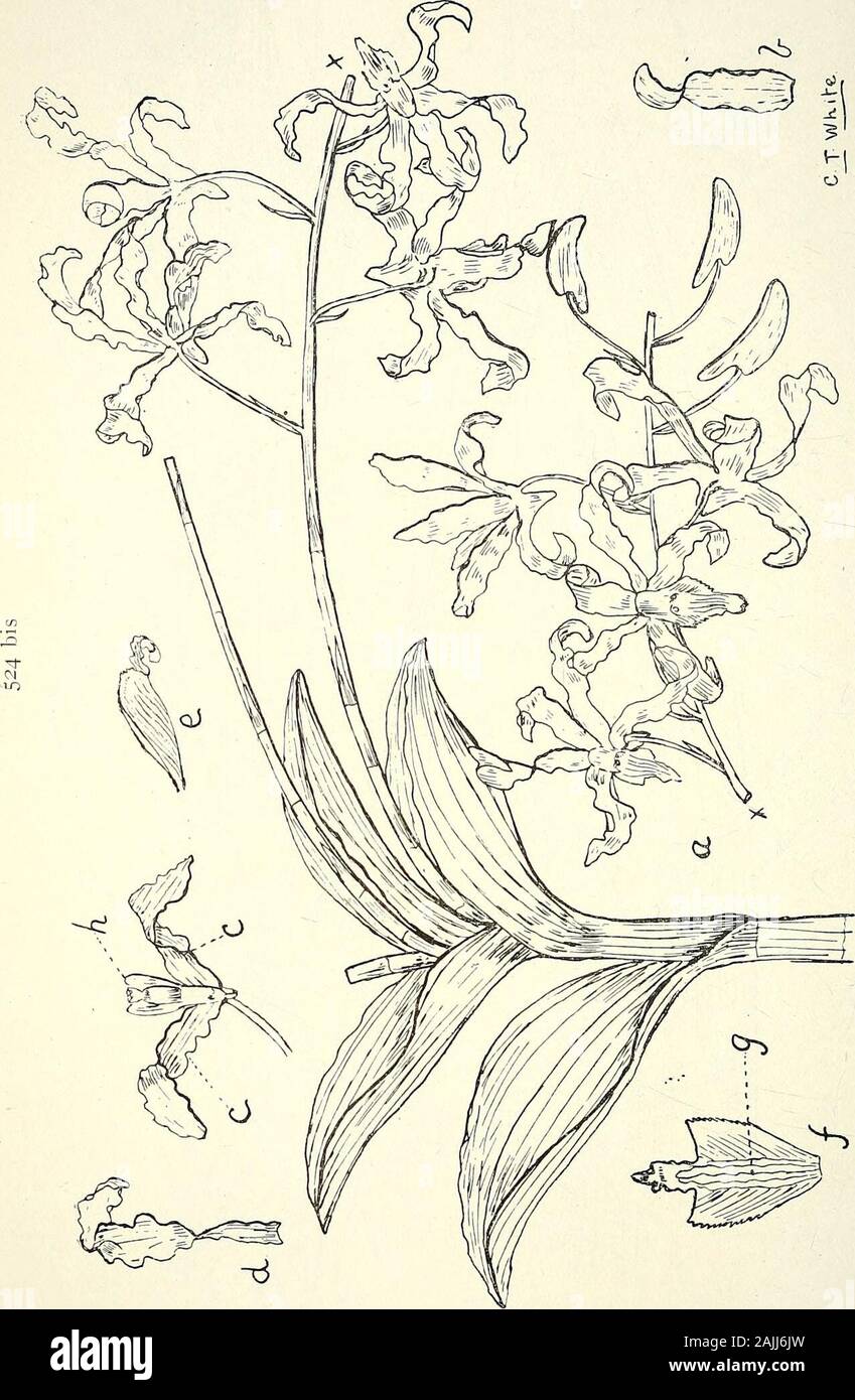 Comprehensive catalogue of Queensland plants, both indigenous and naturalised To which are added, where known, the aboriginal and other vernacular names; with numerous illustrations, and copious notes on the properties, features, &c., of the plants . sepal, (a3&gt; petal, (34) column. 524 CXXVII. ORCHIDE^.. cq J) V OJO cq &-2 c^ -a | n « £ a - ^ CXXVII. ORCHIDE^i. 525. Dendrobium—contd.bigibbum—contd. var. albomarginatum, Bail,var. Phalsenopsis, Bail.forma venosum, Bail. superbiens, G. Rcichb.Fitzgeraldi, F. v. M.Summeri, F. v. M.tindulatum, R. Br. var. Broomfieldii, Fitzg.var. Carters, Bail. Stock Photo