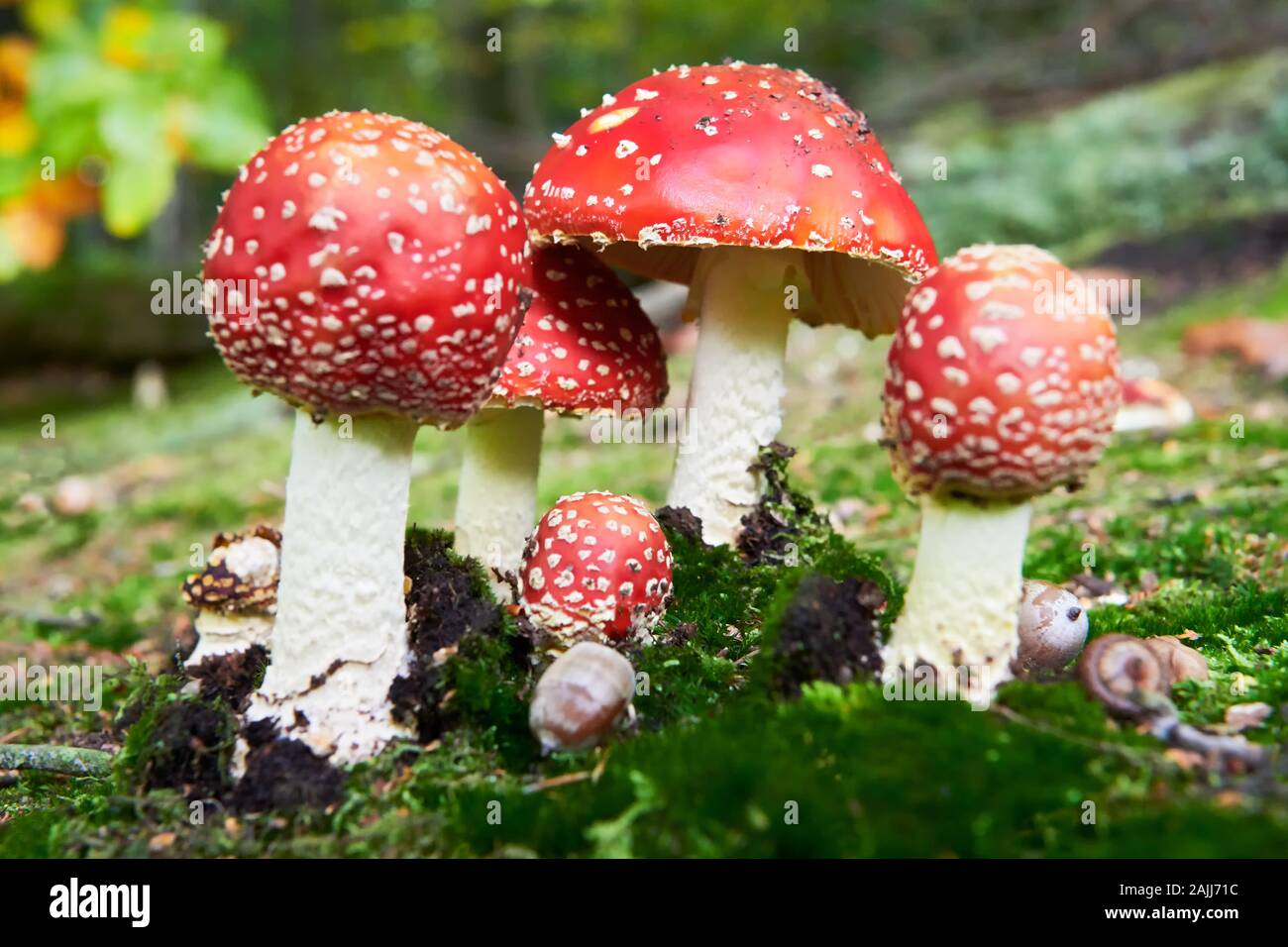 A low-angle view of a group of colorful, poisonous fly agaric mushrooms in the german forest. They are growing in autumn time in mossy places. Stock Photo