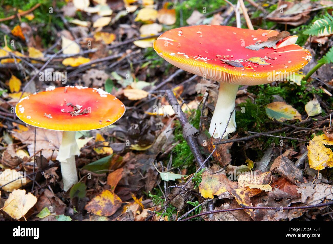 A low-angle view of two red colored , poisonous fly agaric mushrooms in the german forest. They are growing in autumn time in mossy places. Stock Photo