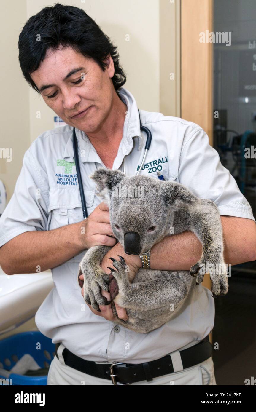 Veterinary Nurse Lee Pirini Examines Angelo A Rescued Wild Koala At The Australia Zoo Hospital On The Sunshine Coast In Queensland Australia Ange Stock Photo Alamy Veterinary Nurse Lee Pirini Examines Angelo A Rescued Wild Koala At The Australia Zoo Hospital On The Sunshine Coast In Queensland Australia Ange Stock Photo Alamy