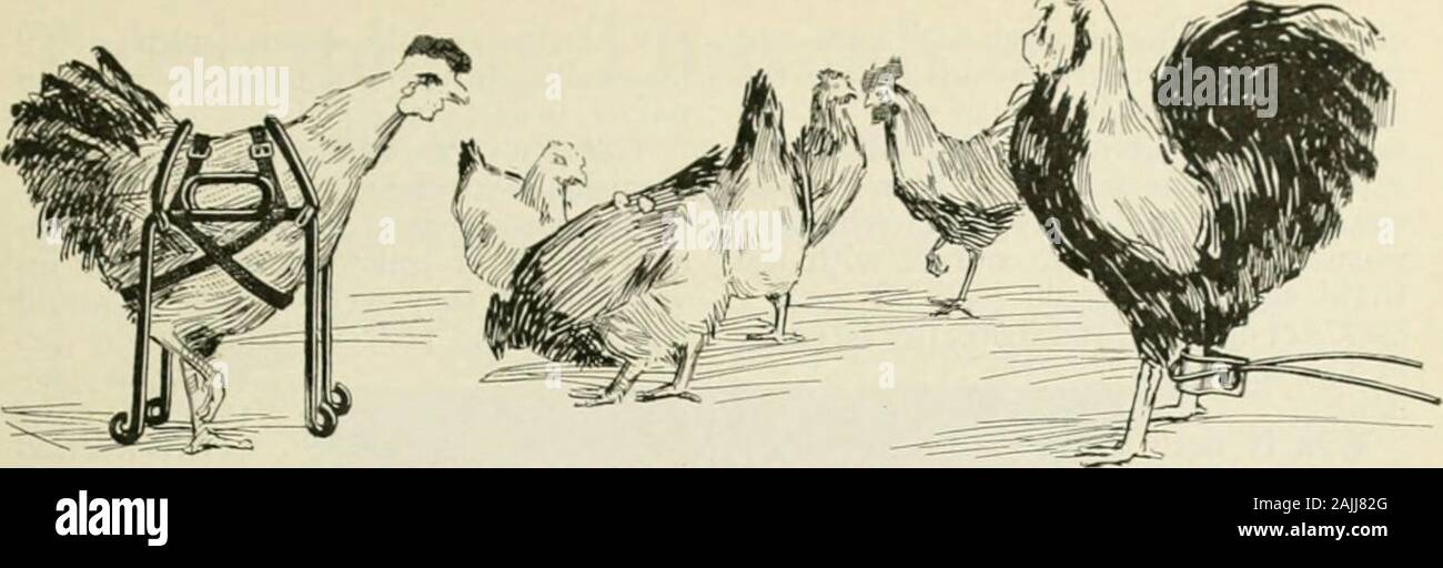 Popular science monthly . An III ] i! ;i r : ilic roosters beak willreveal the reason for his apparent peni-tence. Inventive man has muzzled therooster. The reason being that he (therooster) occasionally plucked bcakfulsof feathers from the wings of his wives The ghost-like figure of a lu-n st-t-u ?over the hen house mirrors the thoughtsand desires of the hen in the foreground.Her wing is clamped to her side bymeans of a capalile wire clip. Shecannot fly; she can only dream of flying ?()« Popular Science Monthly ^ 709. The hen at the left has not been harnessed with the end in view of giving t Stock Photo