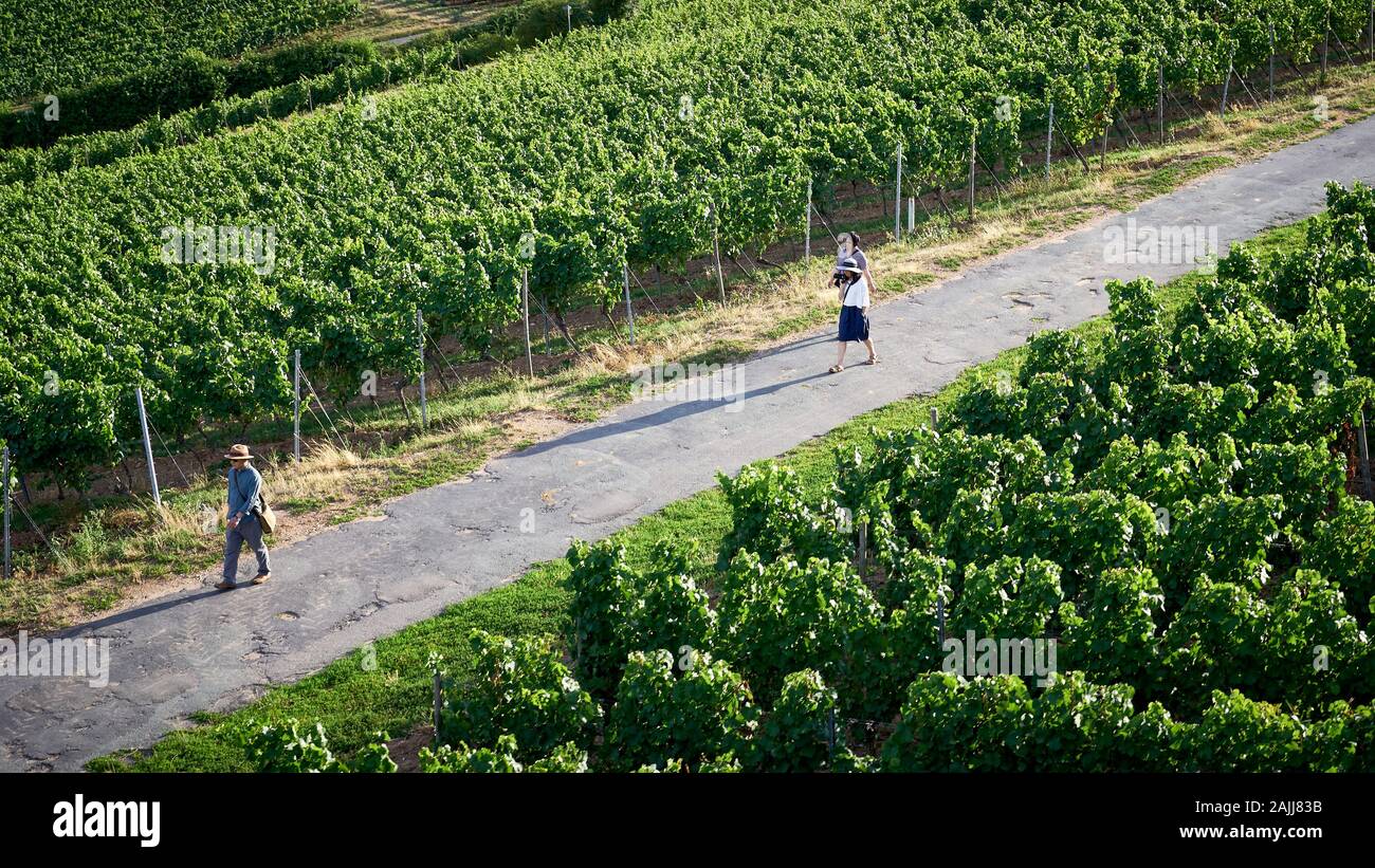 Aerial view of some tourists walking along vineyard trails part of the famous Rhinesteig Hiking Trail near Rudesheim, Germany. Stock Photo