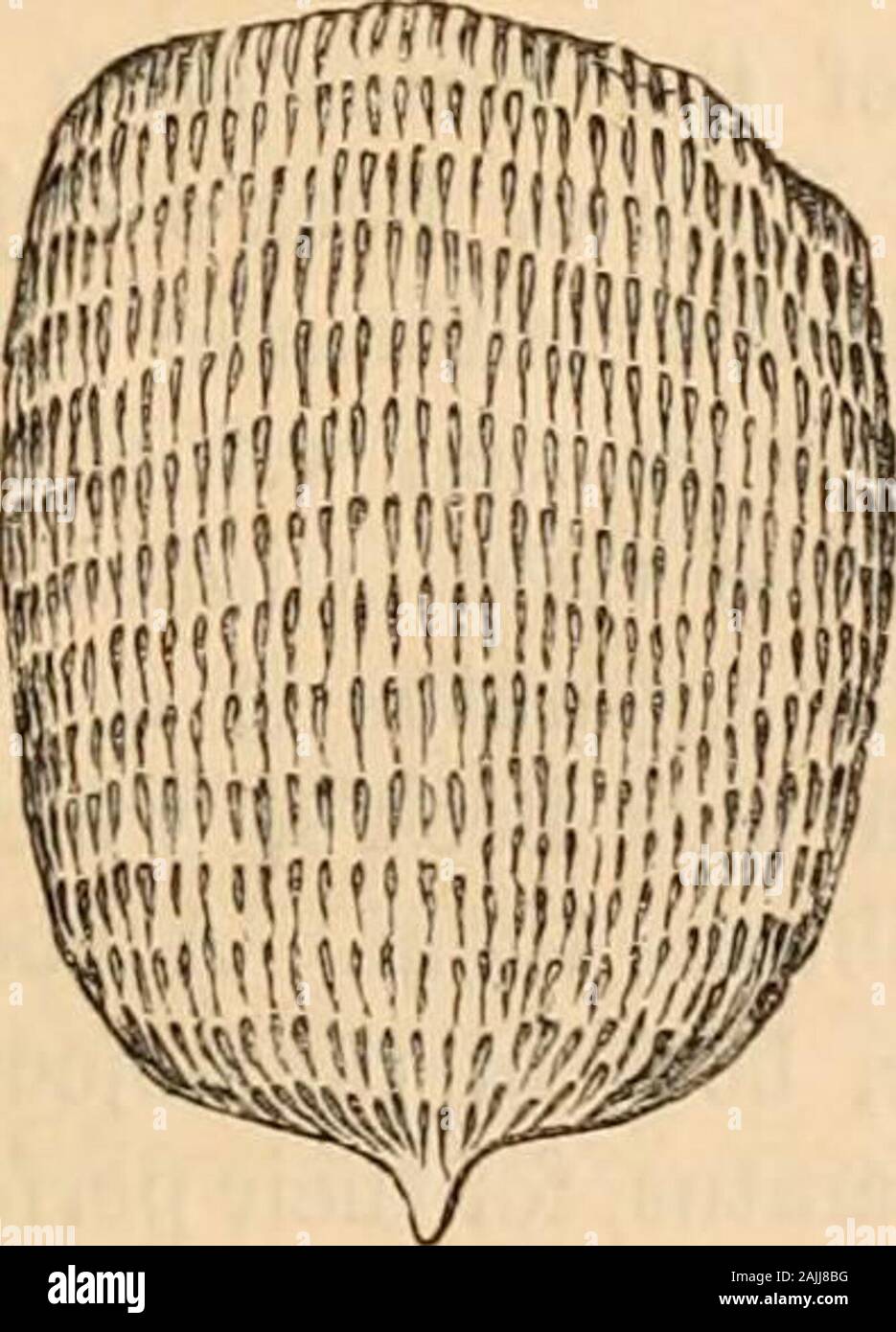 Hardwicke's science-gossip : an illustrated medium of interchange and gossip for students and lovers of nature . Fig. 46. White Podura {Lepidocyrtus Albinos?). I have lately noticed another Podura—pearly-white in colour, with red eyes, small, having ratherlong antenna;, and furnished besides with long hairssomewhat like the speckled. I am told its nameis Lepidocyrtus Albinos, and that it is the smallest. Fig. 47. Scale of White Podura;  objective, A eyepiece. of the scale-bearing Podura;. It seems to be verypartial to the vicinity of flower-pots, and under-neath them it may often be found. On Stock Photo