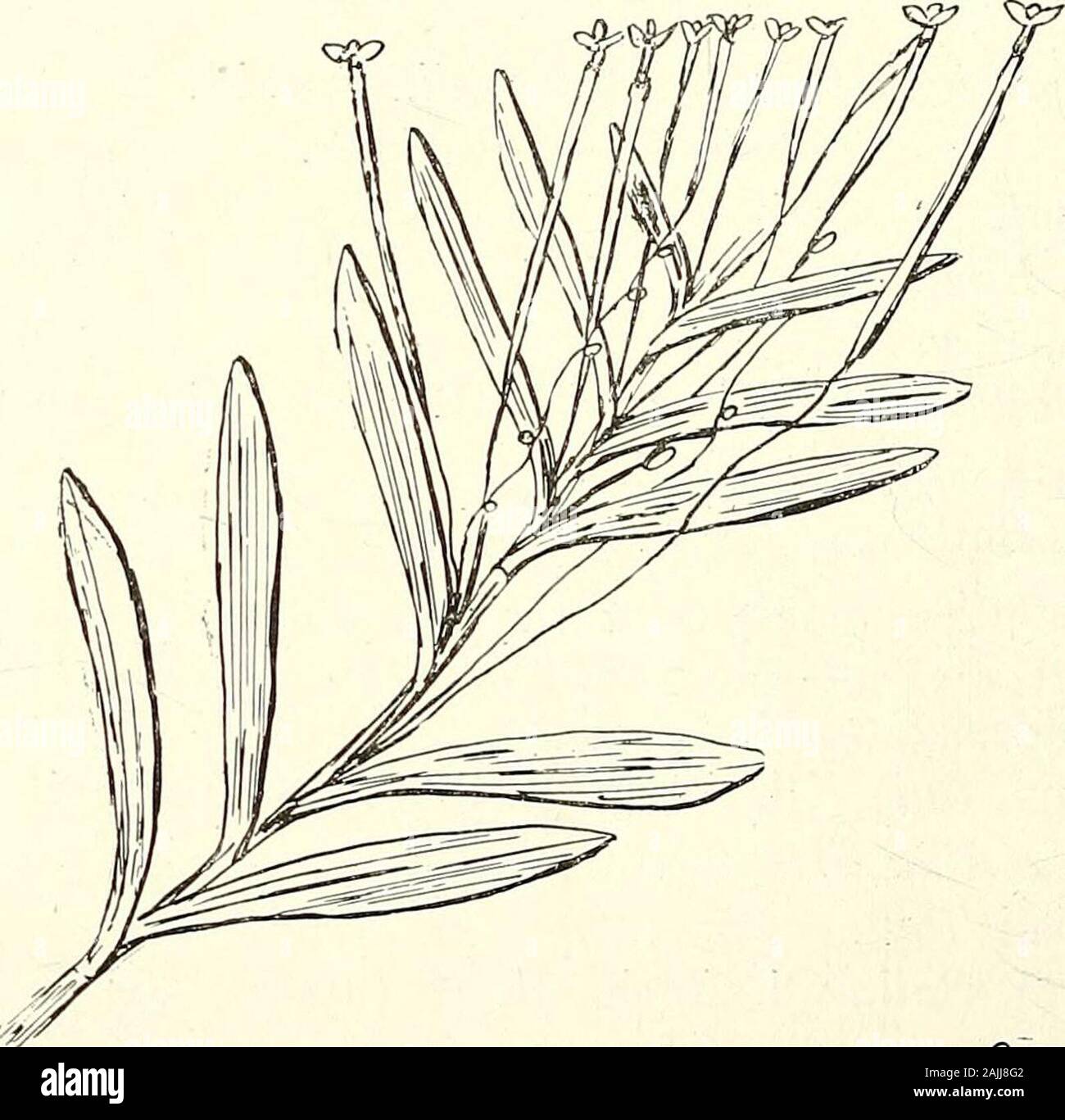 Comprehensive catalogue of Queensland plants, both indigenous and naturalised To which are added, where known, the aboriginal and other vernacular names; with numerous illustrations, and copious notes on the properties, features, &c., of the plants . fjf. G,tw: 518. Vallisneria gracilis, Bail. 519. V. caulescens, Bail, et F. v. M. CXXV. HYDROCHARIDE^E. 521 s&lt;* Stock Photo