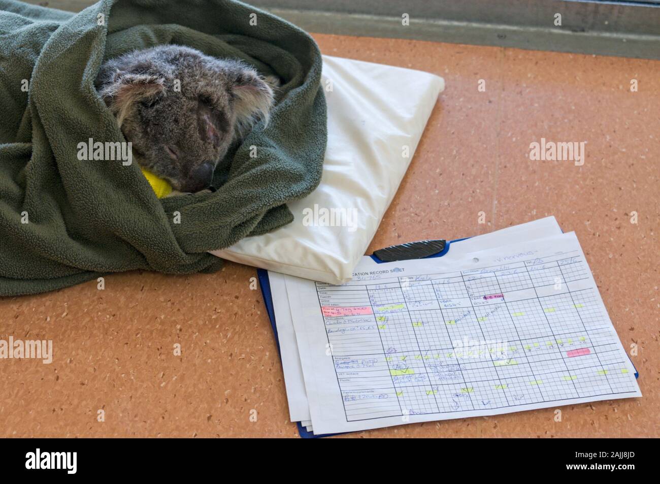 A rescued Koala wrapped in a warm blanket with its medical report, waiting for medical attention at the Australia Zoo Wildlife Hospital on the Sunshin Stock Photo