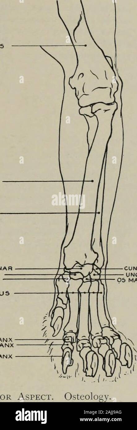 Modelling; a guide for teachers and students . HUMERUS RADIUS ULNA SCAPHO-LUNARTRAPtZOIDTRAPLZIUM METACARPUS FIRST PHALANX5E.COND PHALANX THIRD PHALANX Fig. 107.—Fore-leg. Anterior Aspect. CUNtirORM UNCIFORM OS MAGNUM internal condyle of humerus : (i.) second and third metacarpals. Extensor communisDiGiTORUM (o.) external condyle of humerus: (i.) by four tendons into the second and thirdphalanges of the four external digits. Extensor minimi digiti (o.) external condyle ofhumerus : (i.) by four tendons (passing under those of ext. comm. dig.) into the four externaldigits. Extensor carpi ulnaris Stock Photo