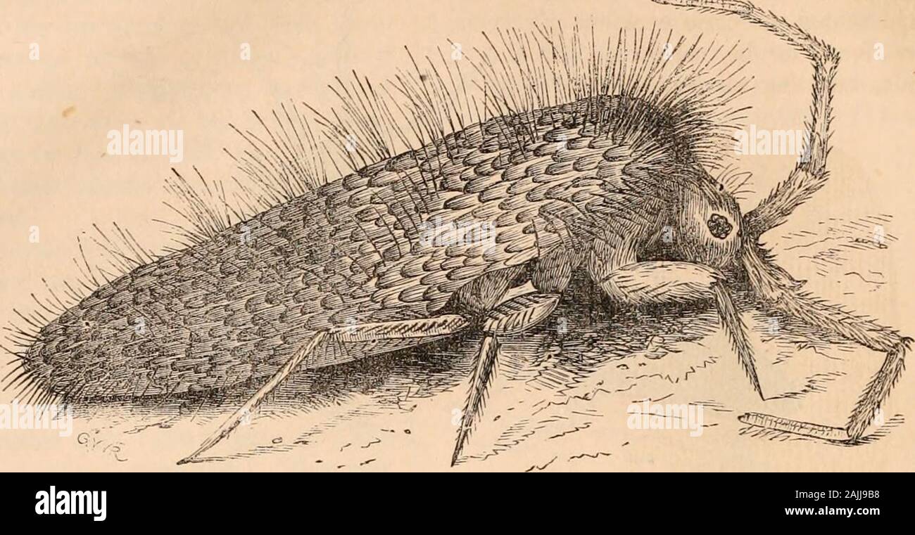Hardwicke's science-gossip : an illustrated medium of interchange and gossip for students and lovers of nature . ood, but on the 18th June about twenty tinywhite Podura? were seen, apparently just born.They were clothed with hairs and rudimentaryscales, the head was large in proportion to the body,the eyes red, and the general resemblance to theparents great. They seemed to feed greedily onthe fungoid growths which had arisen in the cell,owing to the conditions existent there, and werevery active. Soon they betook themselves to anoatmeal diet, and in course of time grew, so that onthe 3rd of J Stock Photo