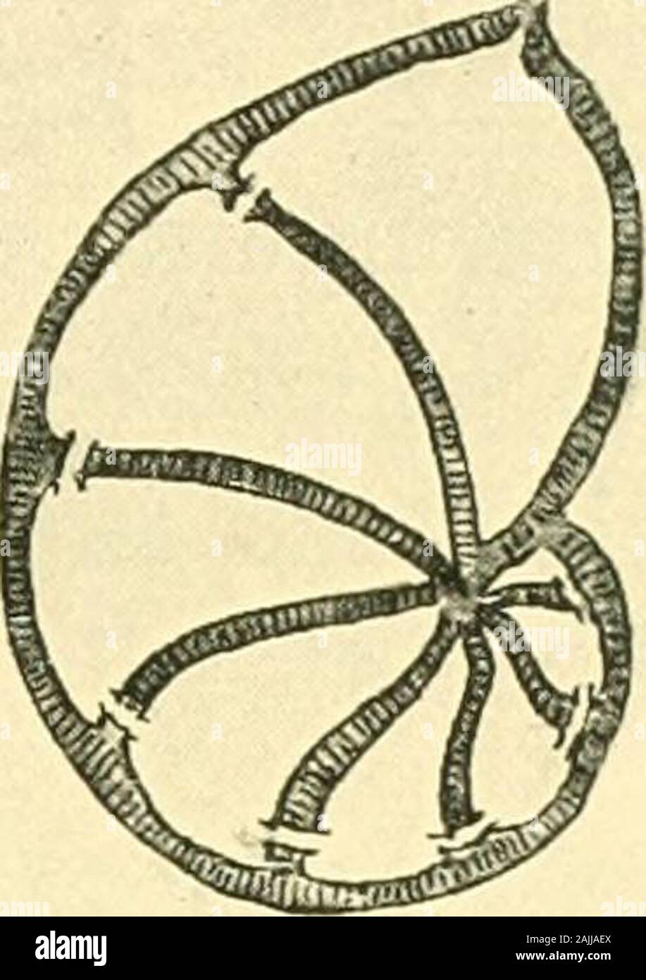 The foraminifera: an introduction to the study of the protozoa . FiG ...