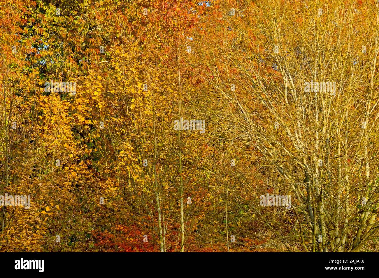 A piece of woodland resplendent in its autumn colours. Stock Photo