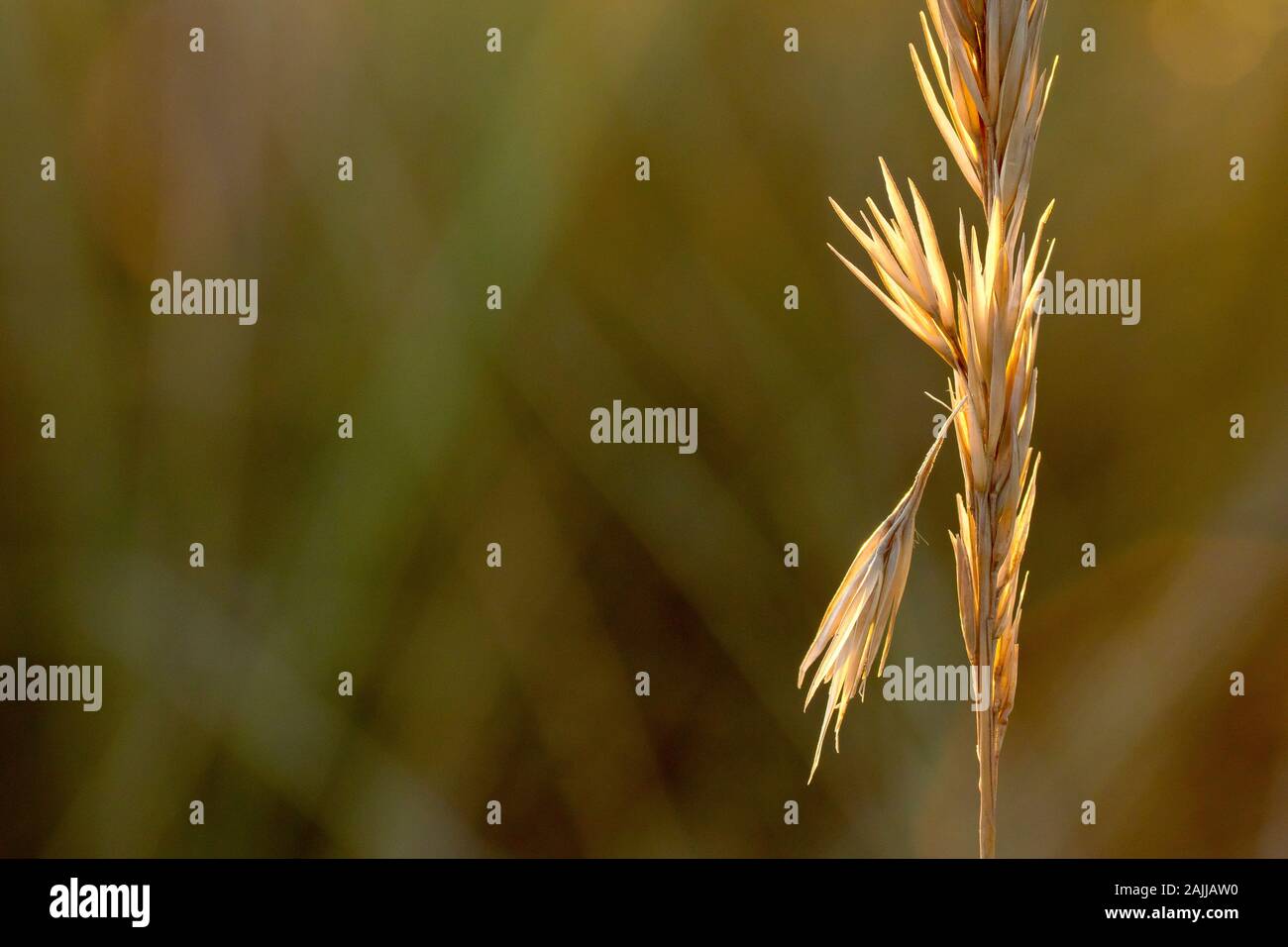 Close up of a backlit grass seedhead, lit by a low warm winter sun. Stock Photo