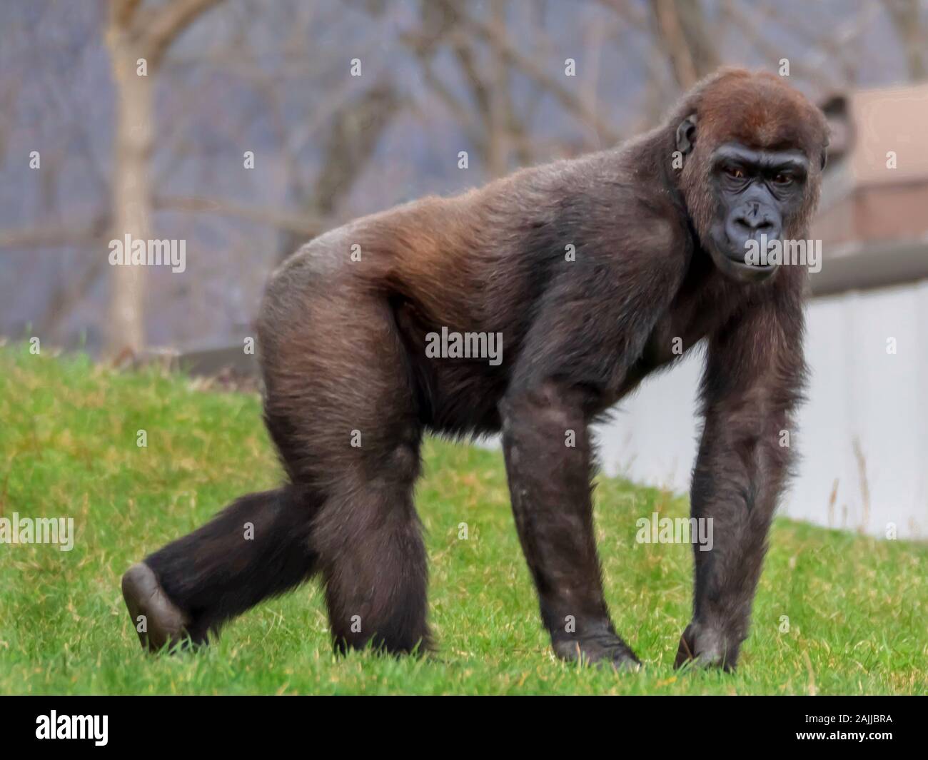 Hairy Brown Gorilla Hunched Over in the Grass Stock Photo