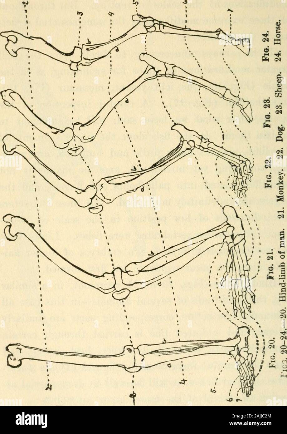 Evolution; its nature, its evidences, and its relation to religious thought . being yet introduced, and the manus is notyet differentiated into palm-bones and fingers, and thefingers are indefinitely multiplied. All these charactersarc indications of low position in the scale of evolu-tion. The earliest vertebrates were fishes. Limbs werenot yet completely formed. In embryos of higher ani-mals, also, the outer segments are first formed. Hind-Limbs.—Figs. 20 to 24 represent, in a similarway, the hind-limbs of several animals—in this case allmammals. As before, corresponding parts are similarlyl Stock Photo