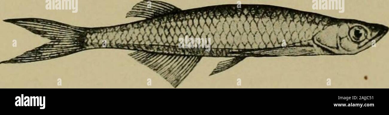 Smithsonian miscellaneous collections . Fig. ioi.—Barbus tropidolepis. After Boulenger. remains therein several months. It then gives employment or foodto several villages nearby. Large numbers are caught in nets—sometimes as many as seventy at one time. The fish is considered tobe excellent and, indeed, one of the very best of all the numerousfishes of Lake Tanganyika; it is not fished for, however, in the lakeitself. Three monotypic genera are peculiar to Africa—Leptocypris,Chelcethiops and Neohola—but they are closely related to Indiangenera. The genus Chelcethiops is of special interest on Stock Photo