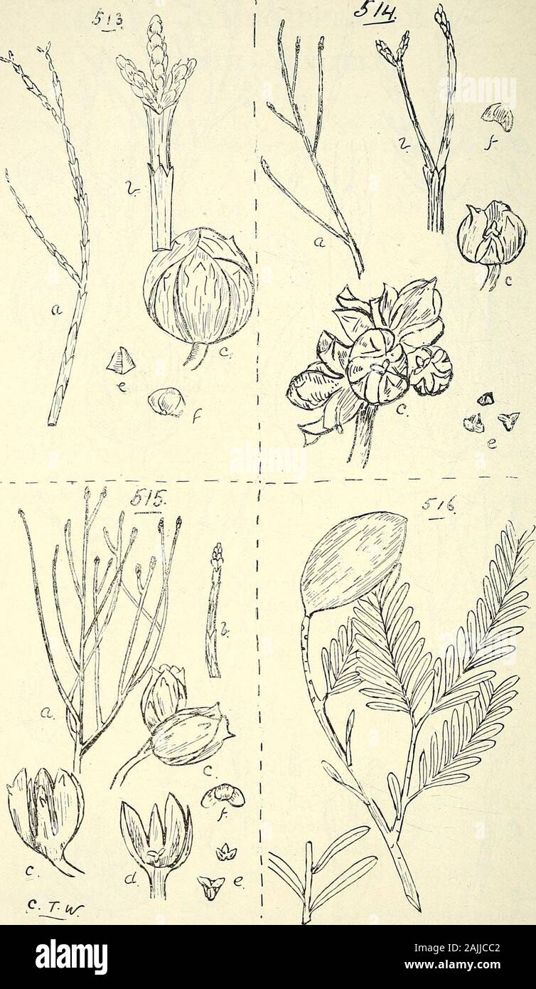Comprehensive catalogue of Queensland plants, both indigenous and naturalised To which are added, where known, the aboriginal and other vernacular names; with numerous illustrations, and copious notes on the properties, features, &c., of the plants . 509. Callitris Macleayana, F. v. M. 510. C. robusta, R. Br. 511. C. COLUMELLARIS, F.V.M. 512. C. VERRUCOSA, R.Br. (A) Branchlet with leaves from a young tree, nat. size, (B) branchlets, nat. size,(C) branchlet bearing male flower and cones, nat. size, (D) and (E) branchletsbearing male flowers, nat. size, (F) portion of branchlet, enl., (G) portio Stock Photo