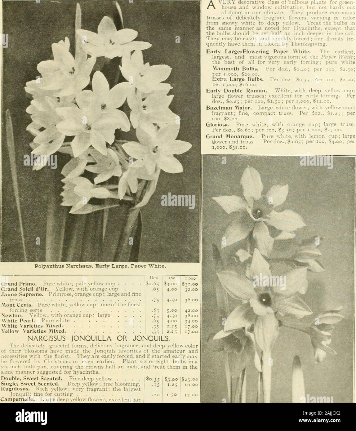 Farquhar's autumn catalogue : 1911 . 05.00 !5.00 Loveliness. An exquisite shade of satiny rose-pinkMadam Krelage. Dark rose shading to light pink at edges Massachusetts. Beautiful light rose ....May Queen. Delicate rosv-pink, large and beau-tiful Minister Tak. Deep Crimson Nora Ware. Silvery lilac shaded with white .Old Gold. )cUou Perfection. Golden yellow over laid with bronze Painted Lady. Soft milky white flowers on purple stems Pride of Haarlem. Bright rose suffused with purpleRe. H. Ewbank. Vivid heliotrope shaded with lilac Salmon King. Rich glowing salmon with white base Suzon. Cream Stock Photo