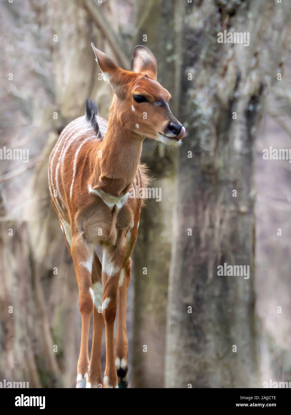 Gazelle Walking High Resolution Stock Photography and Images - Alamy