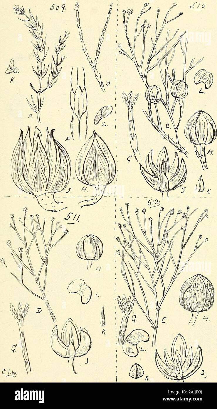 Comprehensive catalogue of Queensland plants, both indigenous and naturalised To which are added, where known, the aboriginal and other vernacular names; with numerous illustrations, and copious notes on the properties, features, &c., of the plants . and natives./ (Fig. 514.)calcarata, R. Br. = F. rhomboidea, Endl.—The twigs are said to be used to expel worms in horses. (Fig. 515.) Tribe II.—Podocarpe^e.Podocarpus, LHer. = Nageia, Gsertn. elata, R. Br.—She-Pine. Kidneywallum of Mooloolah and Daalgaal of Barron River natives,pedunculata, Bail.—Black Pine. Chupolla of Atherton natives.Ladei, Bai Stock Photo
