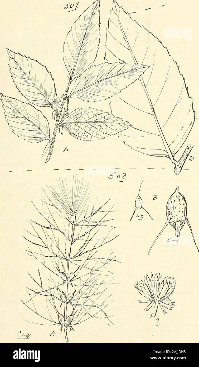 Comprehensive catalogue of Queensland plants, both indigenous and naturalised To which are added, where known, the aboriginal and other vernacular names; with numerous illustrations, and copious notes on the properties, features, &c., of the plants . s I have seen weresome collected near Mooloolah Heads, in April, 1911.(Fig. 501.) Cunninghamiana, Miq. (Fig. 502.) inophloia, F. v. M. ct Bail.—Stringybark Oak. The hard,dark-coloured plates of the medullary rays form a prettyfeature in the wood when used in cabinet-work. (Fig. 503-distyla, Vent. (Fig. 504.) Section II.—Trachypitys.torulosa, Ait.— Stock Photo