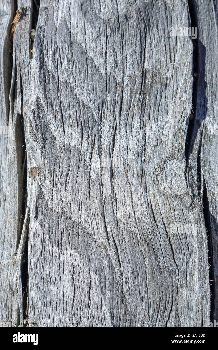 Umber Tree Texture of umber brown tree, background Stock Photo - Alamy