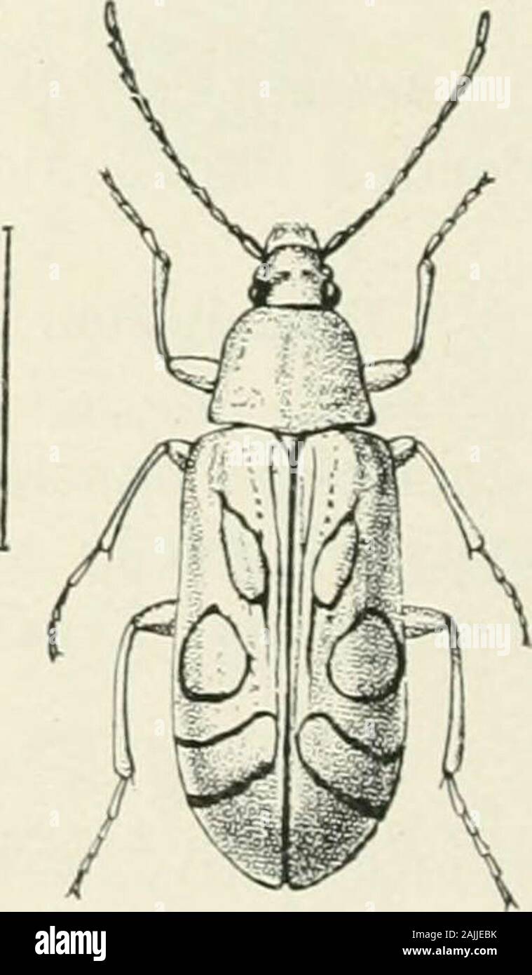 Indian forest insects of economic importance Coleoptera . FIG. 172.Cistelomorpha andrewesi, Fairm.Siwaliks. Beetle.—Elongate, widest behind. Dark canary-yellow. Elytrablack, the basal sixth canary-yellow, produced on lateral edge with a narrow edging of same colour along suture ;Description. a longitudinal egg-shaped yellow spot in basal third near suture, a larger roughly-circular one about middle near lateral margin, a third transverselycrescent-shaped with wavy edges three-fourths up, and a fourth atapex. Under-surface dark canary-yellow. Head narrow, elongate ;antennae and eyes black. Prot Stock Photo