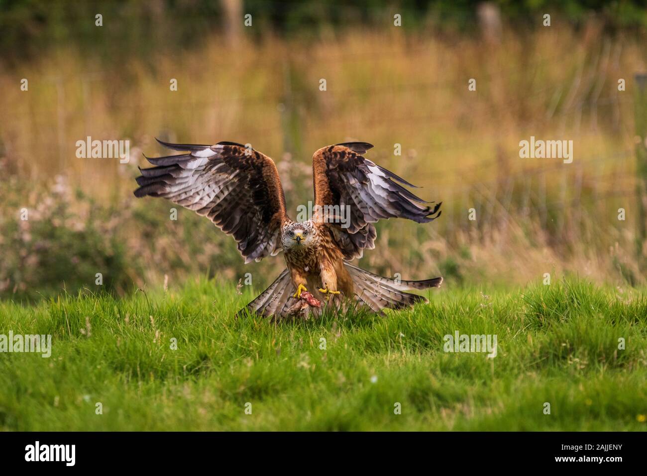 red kites Milvus milvus stooping to grab meat off the ground in Llanddeusant Mid Wales Stock Photo