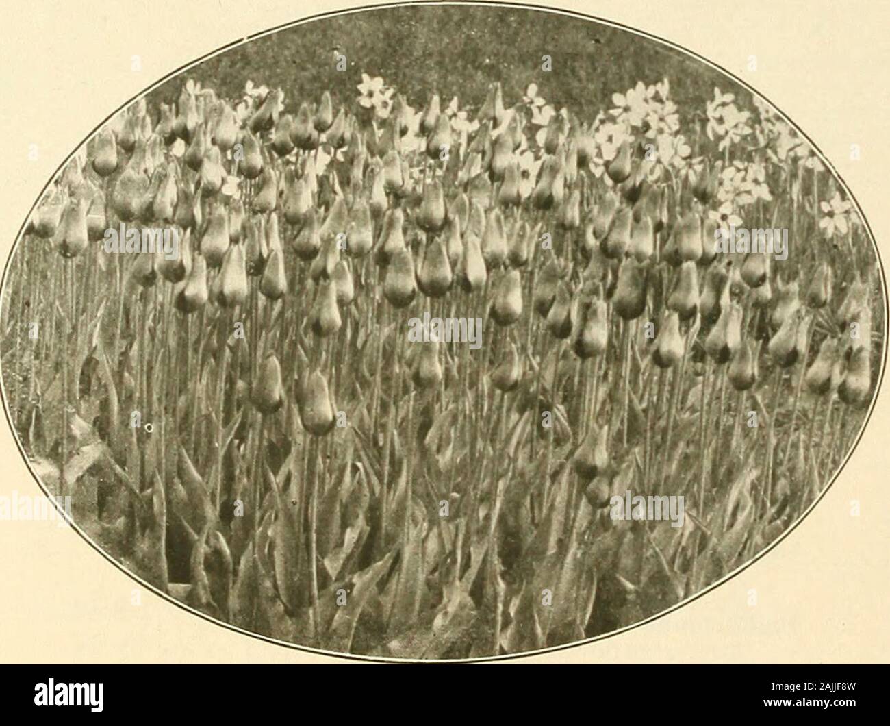 Farquhar's autumn catalogue : 1911 