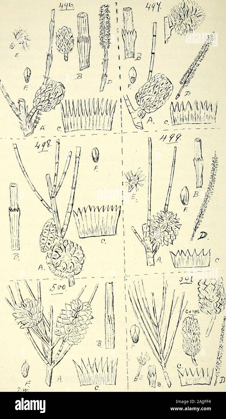 Comprehensive catalogue of Queensland plants, both indigenous and naturalised To which are added, where known, the aboriginal and other vernacular names; with numerous illustrations, and copious notes on the properties, features, &c., of the plants . reticulatum, Wedd. stipitatum, Wedd.. Subtribe III.—Bcehmeriece.Bcehmeria, Jacq. nivea, Hook, and Am.— Jalcan-jalcan of Johnstone River natives. A useful fibre plant,platyphylla, Don.—A useful fibre plant.Pouzolzia, Gaudich. Section I.—Pouzolzia.indica, Gaudich. Section II.—Memorialis.quinquenervis, Benn.Pipturus, Wedd. argenteus, Wedd.— Thil-la-w Stock Photo