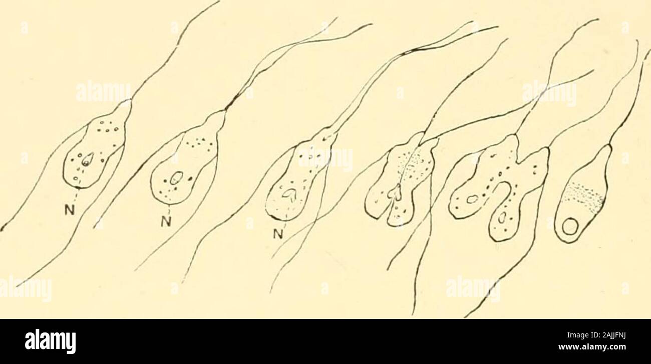 The foraminifera: an introduction to the study of the protozoa . e. The latter are capable of undergoing contractionduring the life of the organism (fig. 8, v). Crystalline Bodies.—In certain of the protozoa,as amoeba, granules of a crystalline form occur,which are refractive; they are thought to representthe final stage in the digestion of the food taken inby the organism before it is assimilated by theprotoplasm (fig. 8, c). The protozoa increase by fission or binary di-vision and by the formation of zoospores. Thefirst stage in the process of subdivision is thedivision of the nucleus. This Stock Photo