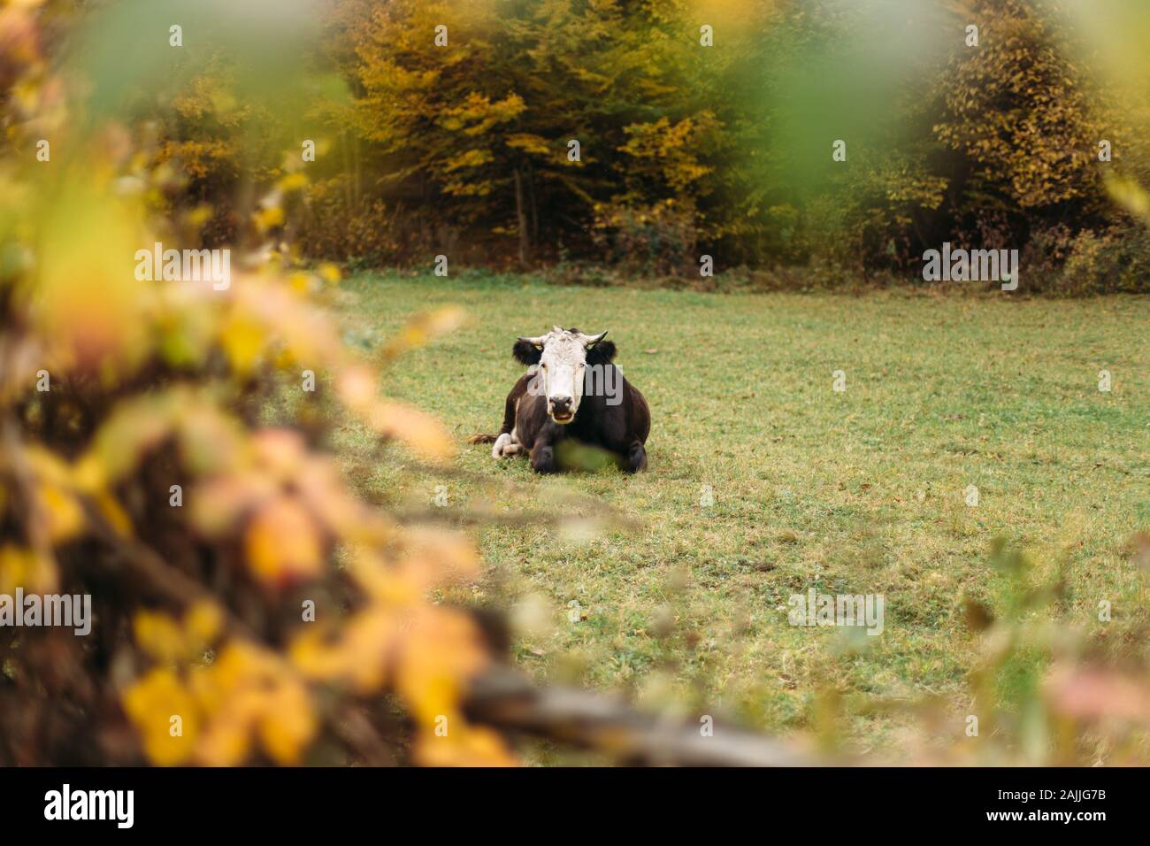 Green field with cow hi-res stock photography and images - Alamy