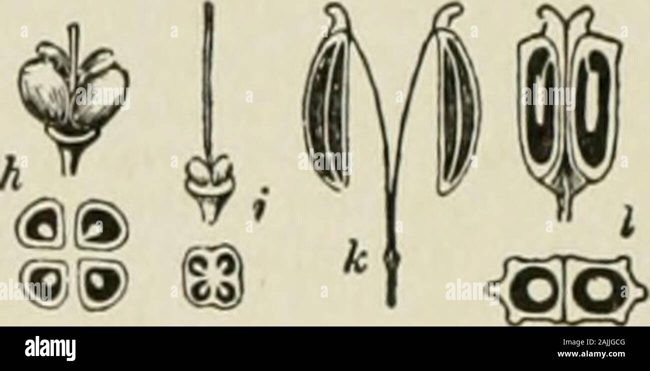 The Americana; a universal reference library, comprising the arts and sciences, literature, history, biography, geography, commerce, etc., of the world . ?. Fig. 2.—f, f, acbenes of buttercup; c, d. caryopsisof oat; a, b, achenes with pappus; g, lo-mentum; i. h, nutlets and ovary of borage:/, k, umbelliferous type of schizocarp. cence, although the tendency to this can beseen still to have some influence. Here the sep-arate portions (or mericarps), each resemblingan achene or nut, are two in number, and whenripe swing off upon the ends of a forked carpo-phore. So far all our fruits have been d Stock Photo