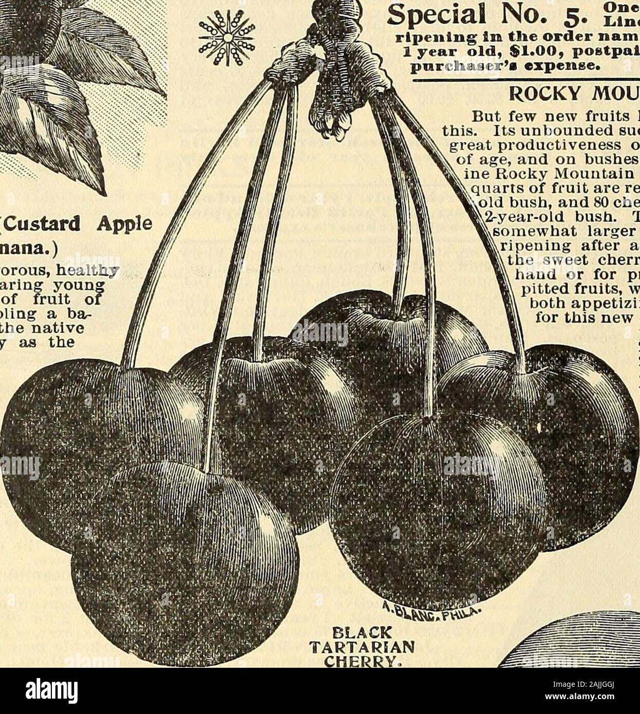 Maule's seed catalogue : 1896 . snma Blood. 4 ripening In tlie order named and coverlne tlie entire season, 3 1 year old, $1.00, postpaid; ii-year-old, $1.50, by express at - pnrctiasers expense. 2 PAW PAW TREE. (Custard Appleor Northern Banana The Paw Paw Tree Is vigorous, healthyand handsome, comes to bearing youngproducing an abundance of fruit oftropical appearance resembling a ba-nana and described among the nativefruits of Mississippi valley as thePrince of fruit - bearingshrubs, and further statesThe pulp of the fruTt re-eembles Egg Custard in con-slstancy and appearance.It has the same Stock Photo