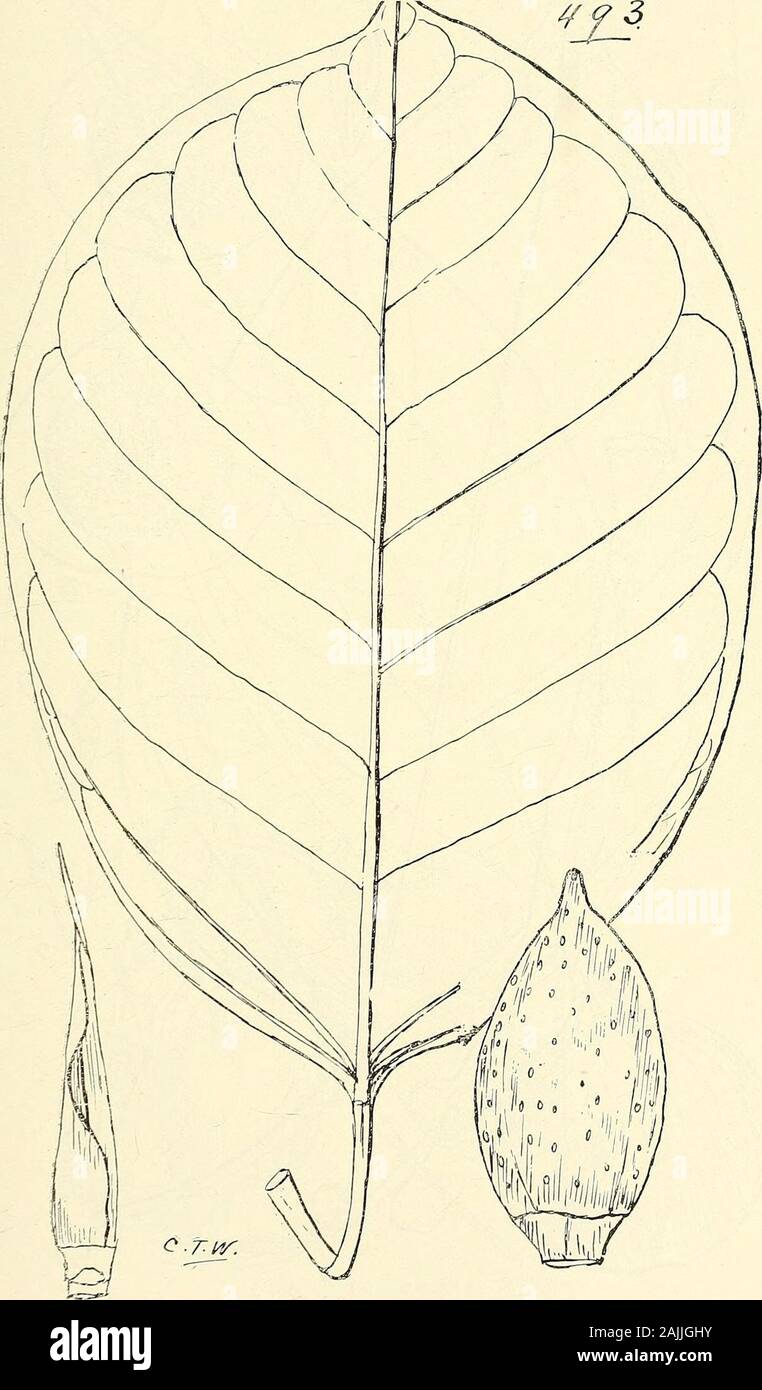Comprehensive catalogue of Queensland plants, both indigenous and naturalised To which are added, where known, the aboriginal and other vernacular names; with numerous illustrations, and copious notes on the properties, features, &c., of the plants . 492. FlCUS PLEUROCARPA, F. V. M. CXIX. URTICACE.E. 501. 493. Ficus crassipes, Bail. 502 CXIX. URTICACEyE. Stock Photo
