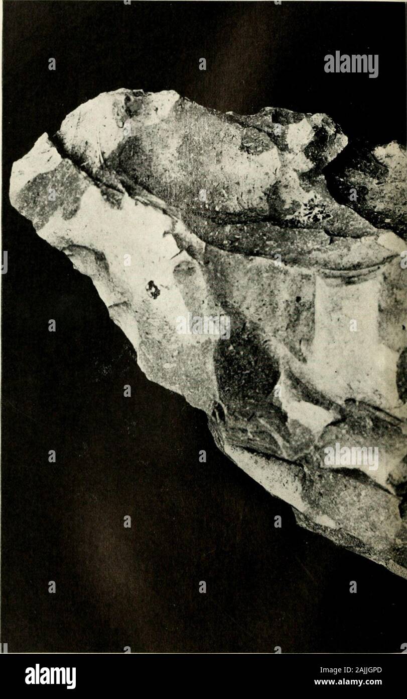 The weathering of aboriginal stone artifacts, no 1 : a consideration of the paleoliths of Kansas (illustrated by 20 figures and 19 half-tone plates) . of thechert at that end, beinij; much rotted and probably apart of the matrix surface of the ori.^inal nodule.These areas are outlined by the dotted lines, and f(^rtlie present they may be distinj^uished conxeniently(thou.L;h ])erha])s not correctly) as harly rale(.)lithic.Paleolithic and Xeolithic. The specimen illustratedin the lower rii^ht hand corner of ])late I1I (.)•&gt;•&gt;(;)shows two dates of chi])pni^. one I.arly Paleolithicand the o Stock Photo