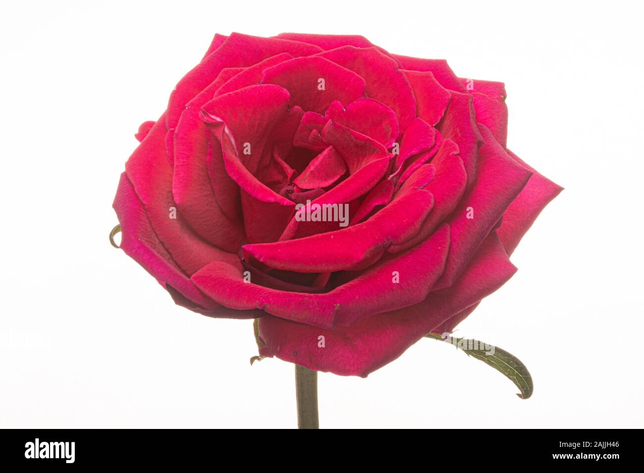 red rose isolated on white background Stock Photo - Alamy