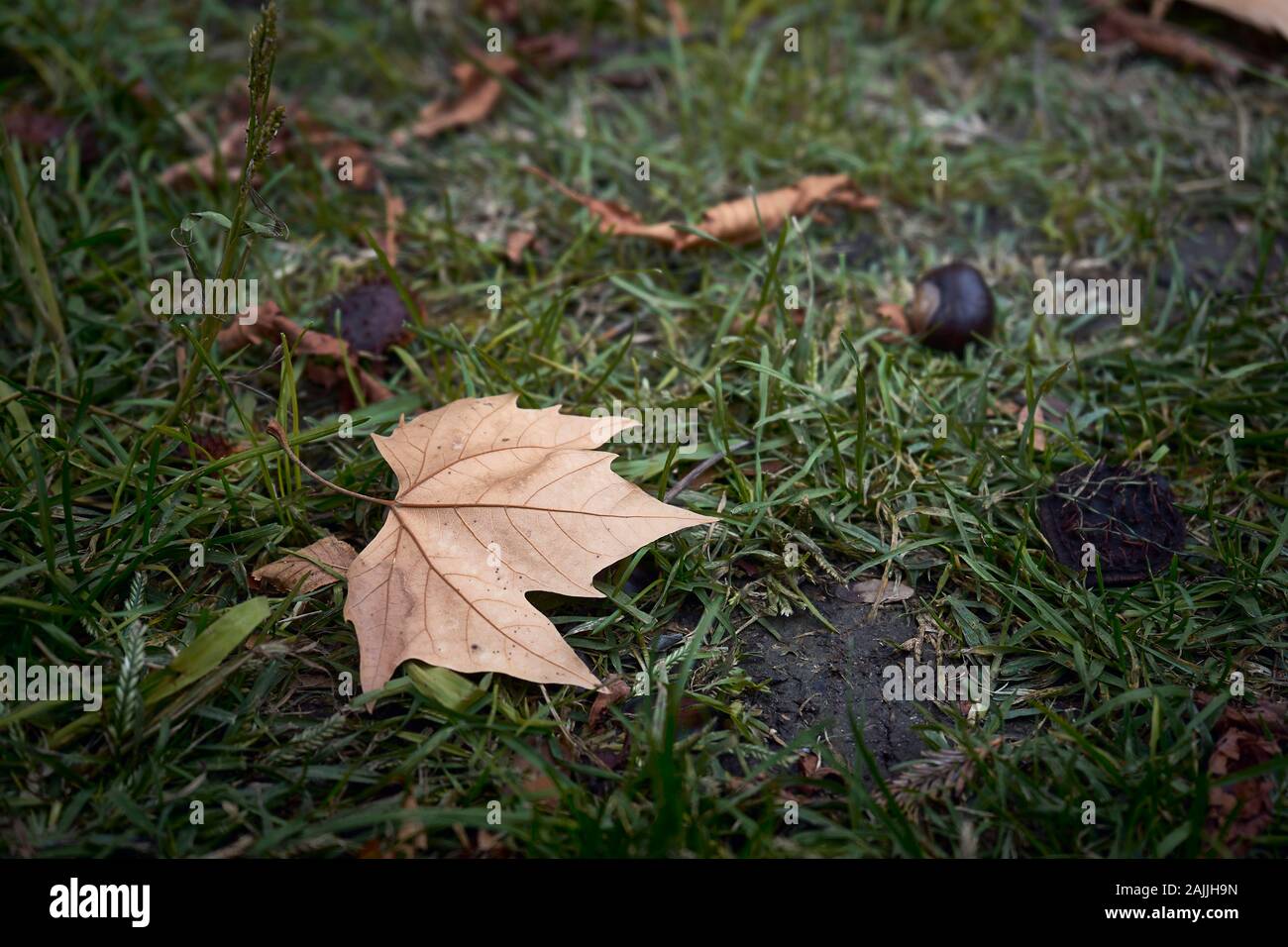 Autumn leaf on the grass Stock Photo