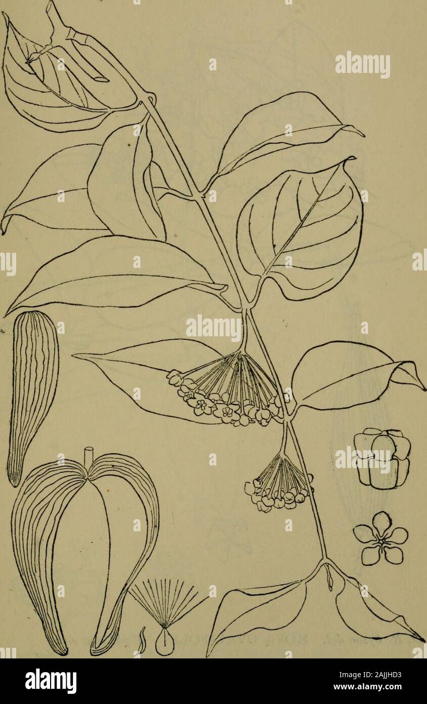 The flora of the Nilgiri and Pulney Hill-tops . D. R. Fyson del. TYLOPHORA TENIUS BL ASCLEPIADACEiE 433. D. R. Fyson del, DREGEA VOLUBILIS Benth.  Nat. 424 ASCLEPIADACE/E Stock Photo