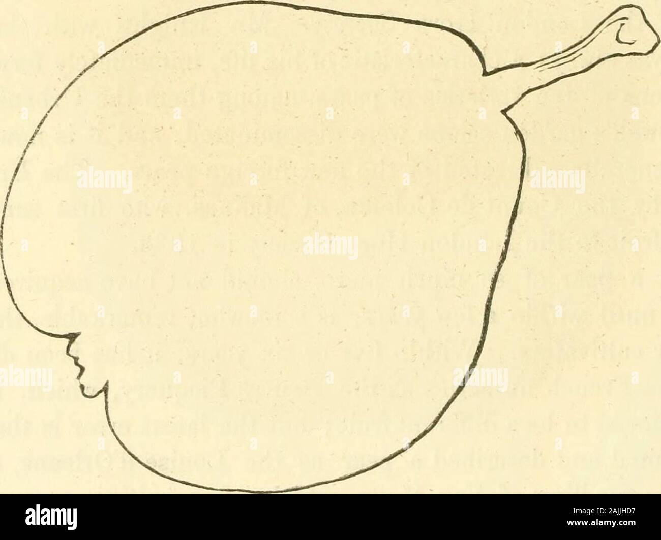 The fruits of America : containing richly colored figures, and full description of all the choicest varieties cultivated in the United States . oval, ratherblunt, diverging: Flower-buds, small, obtuse. Leaves.—Medium size, ovate, largest in the middle, narrow, thick,yellowish green, glossy, slightly folded inwards, deeply and finely serrated;petioles, medium length, about one inch long, rather slender. Flowers.—Small; petals, narrow, wavy; claw, long. Fruit.—Large, three and a half inches long, and three inches indiameter: Form, obovate, regulai, large in the middle, rounding off tothe eye, an Stock Photo
