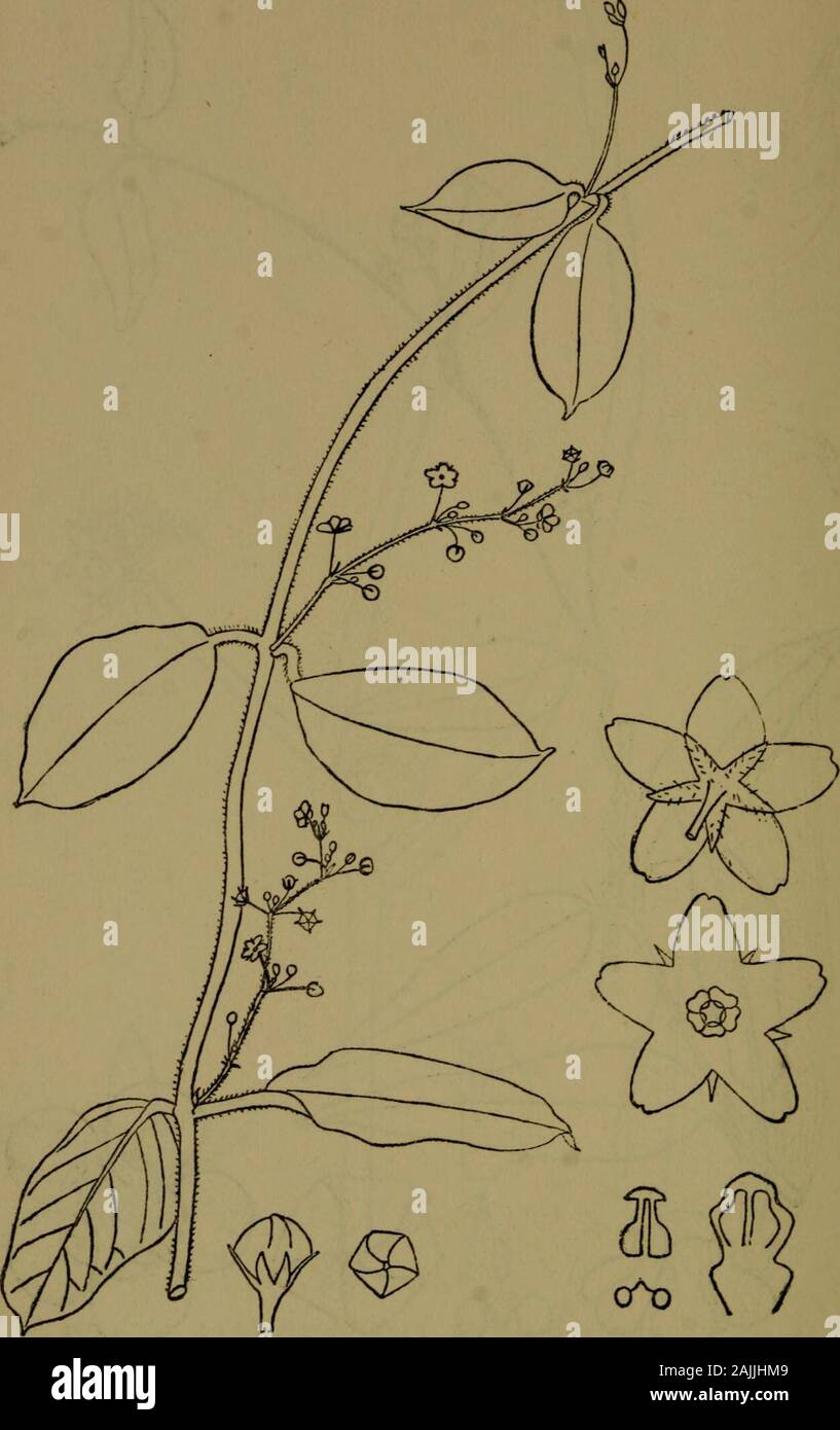 The flora of the Nilgiri and Pulney Hill-tops . Z?. R. FysondeL TYLOPHORA MOLLISSIMA Wight 422 ASCLEPIADACEiE. D. R. Fyson del. TYLOPHORA TENIUS BL ASCLEPIADACEiE 433 Stock Photo