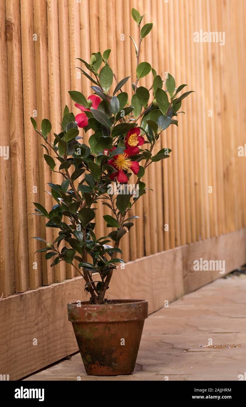 Camellia Sasanqua Yuletide terracotta pot Stock Photo