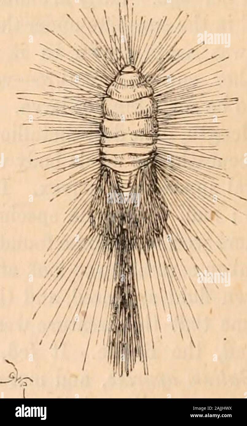 Hardwicke's science-gossip : an illustrated medium of interchange and gossip for students and lovers of nature . Fig-. 11. Larva of Bacon-beetle. In the genus Attagenus, Latreille informs us, thelarva is long, of a reddish brown colour, and shining,clothed with hairs, those at the extremity of thebody forming a tail. Its motions are very irregular,creeping along by fits and starts. In the genus Megatoma, Professor Westwoodstates that in the larva the extremity of the body isfurnished with two bundles of hairs, which it ex-pands like a fan, and to which it imparts a tremulousmotion, so rapid as Stock Photo