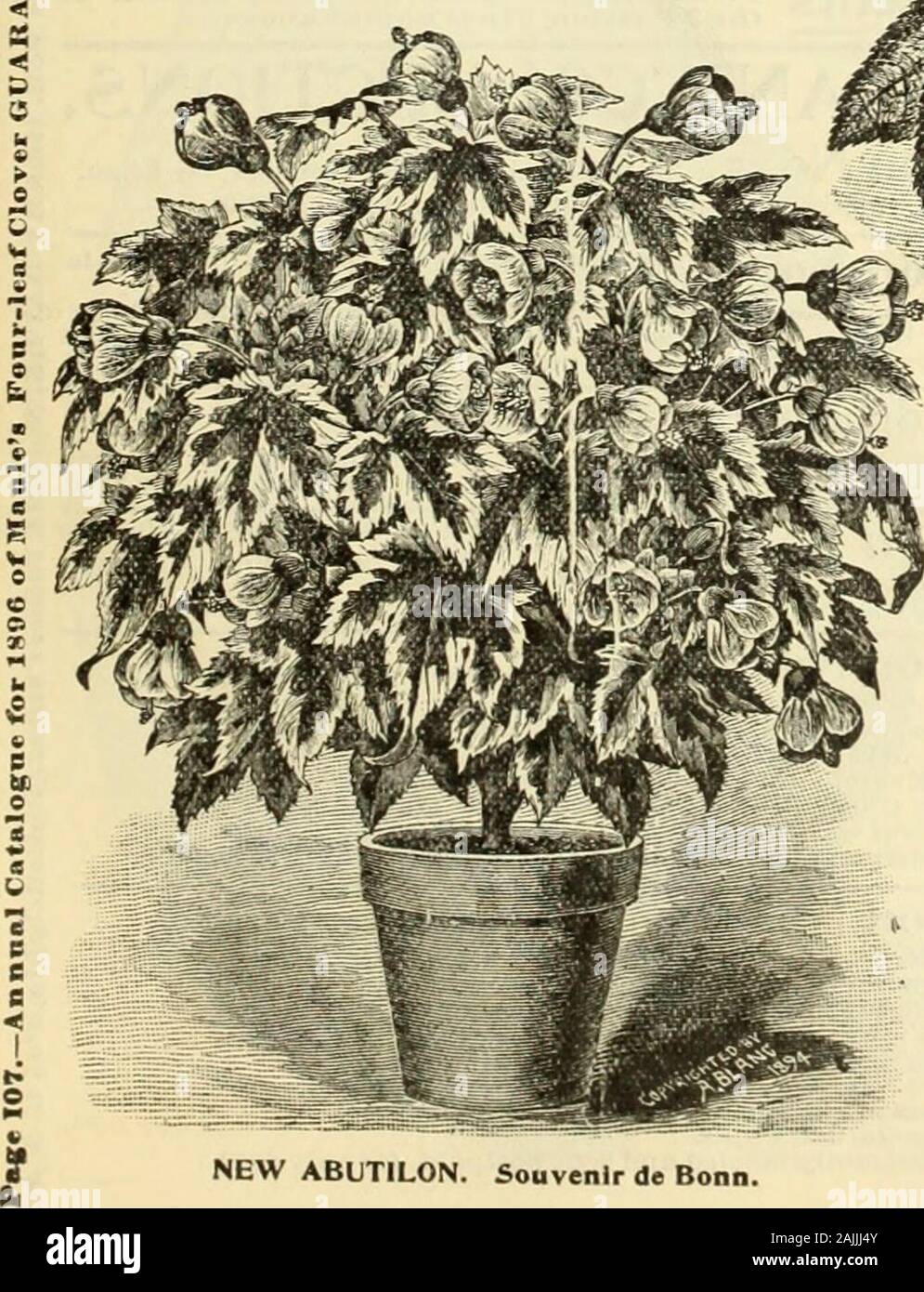 Maule's seed catalogue : 1896 . „ and yellow. Flowers very large, on stems eight toS nine inches in length. Color bright orange red, very? effective with its beautifully 5 15 cents each; 2 for 25 cents. variegated foliagi. Strobilanthes Dyerianus. Caryopterls Mastacanthaa.Blue 5pir£ta. STROBILANTHES DYERIANUS.-Royal Pur-ple. A new house and bedding plant, it formea compact buph 18 inches high, with leaves 6 to 9 inches long, 3 or 4 Inches wide, and of the mostintense metallic purple color, shading into lightrose with a light green margin, a combinationunapproached by any other plant. The flowe Stock Photo