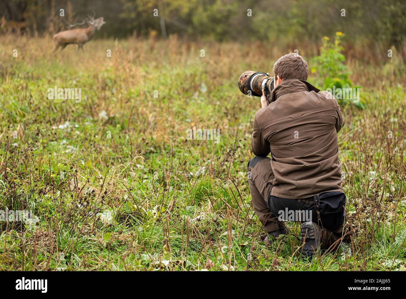 Wildlife photographer in brown cloths taking pictures of red deer stag roaring Stock Photo