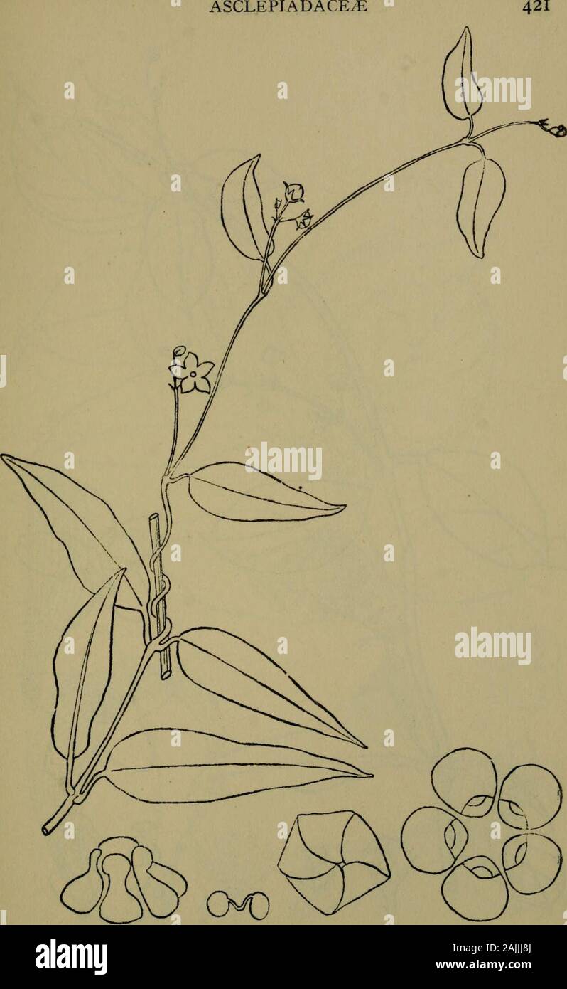 The flora of the Nilgiri and Pulney Hill-tops . D, R. Fyson del. SARCOSTEMMA BREVISTIGMA W. &lt;y A. I- Nat. ASCLEPIADACE/E. Z?. R. FysondeL TYLOPHORA MOLLISSIMA Wight 422 ASCLEPIADACEiE Stock Photo