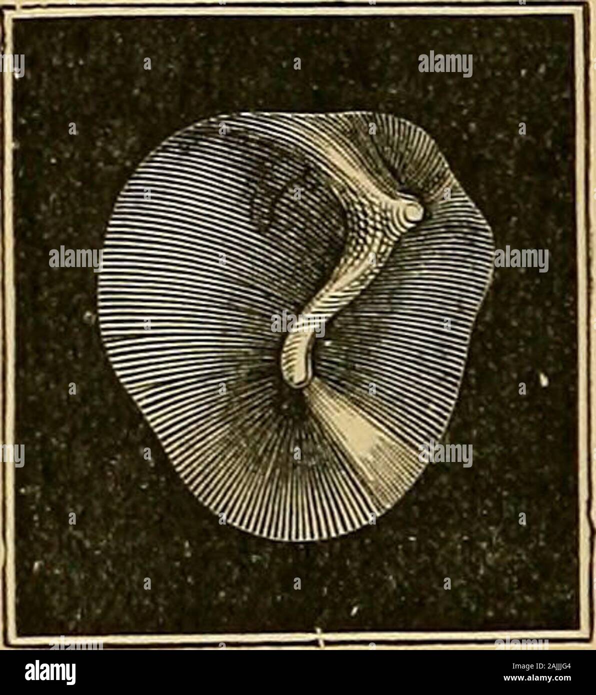 A text-book of the diseases of the ear for students and practitioners . chr., 1895. t M-/? 0., 1899. 74 DISEASES OF THE EAR In childhood the nienibrane-often appears somewhat gray, opaque and dim,and what is very striking is the fact that the membrane is of a much deepergray, and that the promontory is less often seen shining through. Changesare just as frequently found in old age, which are characterized by a uni-formly gray lustreless appearance of the membrane. In examining the tympanic membrane, our attention is nextdrawn to the short process of the hammer (Figs. 69 and 70),which protrudes Stock Photo