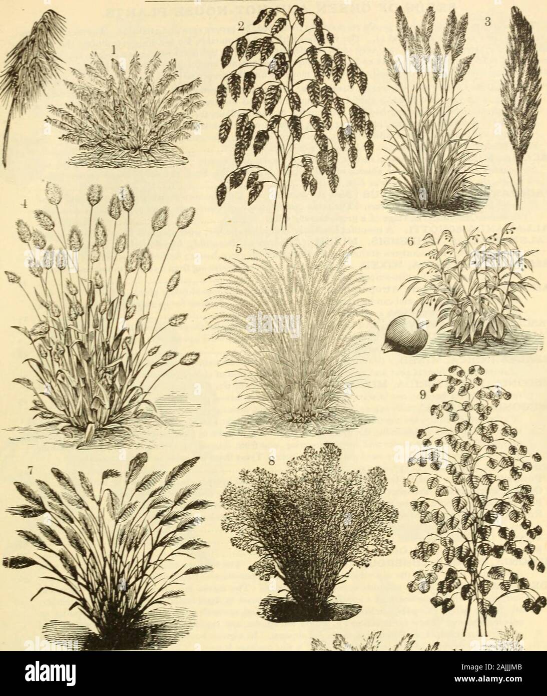Dreer's garden calendar : 1884 . ^ feet 5 PHALARIS ARUNDINACEA. A beautiful variety of striped Ribbon Grass ; hardy perennial; 3 feet 5 SETARIA MACROCHETA. An elegant plant, with graceful, drooping plumes ; hardy annual; 2 feet 5 STIPA {Feather Grass). A hardy perennial plant, with beautiful, delicate, white, feathery bloom ; in greatdemand for ornamental work and florists use, flowering the second season from seed. The seed beingslow to vegetate, it should be started in a hot-bed; 2 feet.Pennata. One of the most graceful of all grasses, producing very delicate, feathery-like stems of bloom, i Stock Photo