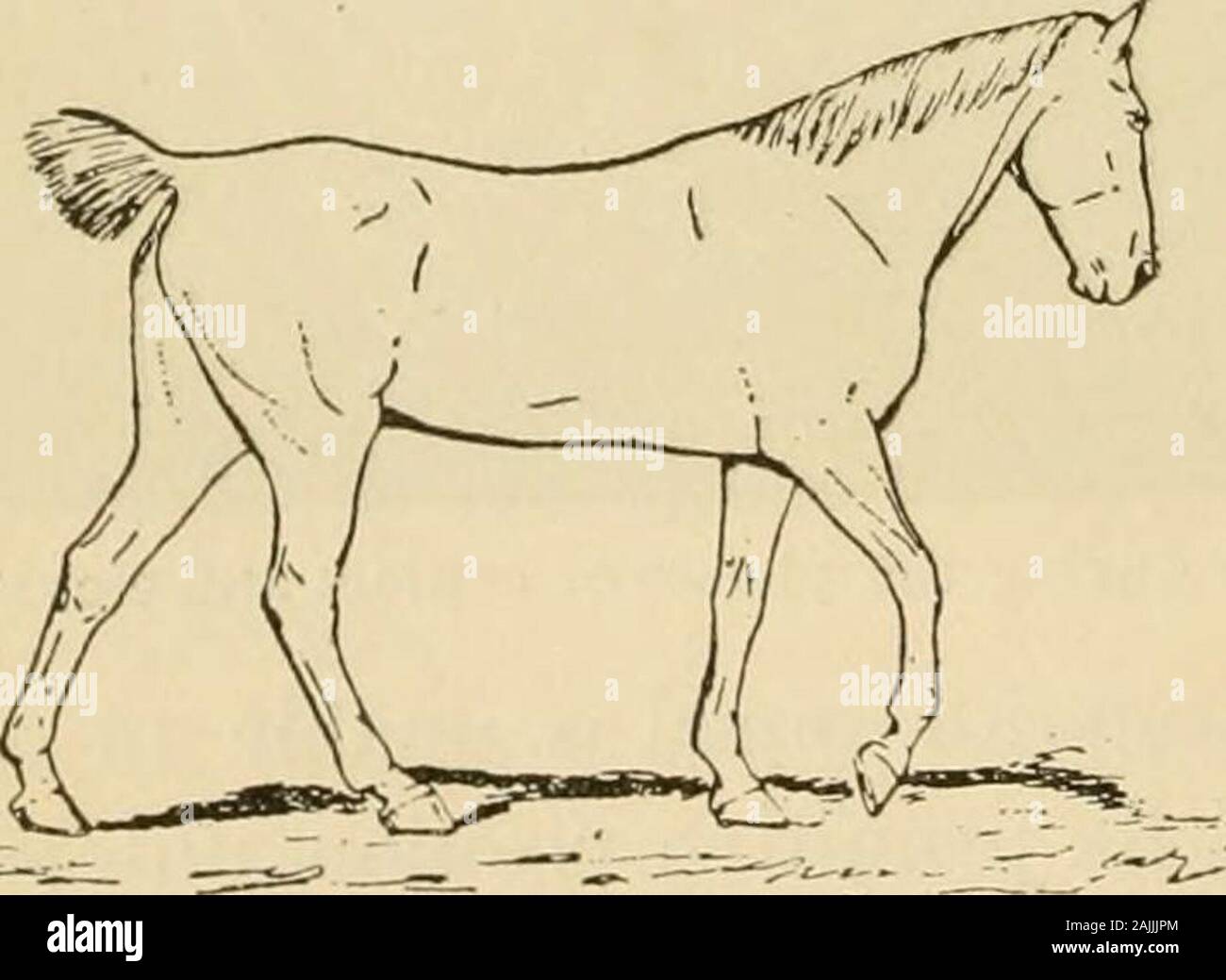 The exterior of the horse . , anterior or posterior, during the marchedgaits, we notice two moments when the weight of the body passesfrom one foot to the other, and vice versa. Thus (Fig. 172), when the posterior right foot is placed on theground, the left is not being lifted, as might be believed, but is really at the end of its period of con-tact; in the same way, it is onlywhen the right foot commencesits contact that its congener rises.In other words, in these gaits thecommencement of tlie contact ofone member does not wait untilthat of the other ha^ been com-• pkted ; it precedes the lat Stock Photo