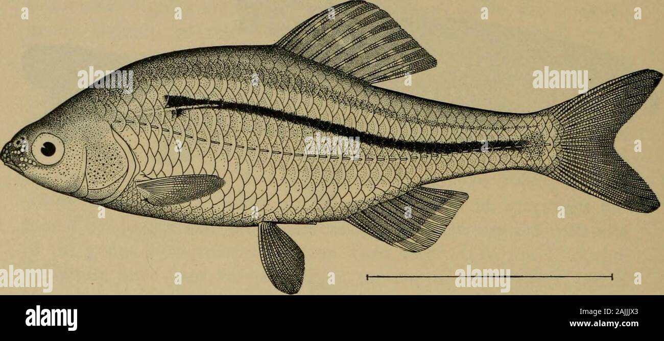Smithsonian miscellaneous collections . Fig. 90.—Pseudoperilampus typus. After Jordan and Fowler. 33^ SMITHSONIAN MISCELLANEOUS COLLECTIONS [vOL. 48 Barbel (Barbine) group has a single representative, Barbus schlegelior Hemibarbus barbus, which grows to about ten inches in length.. Fig. 91.—Acheilognathiis cyanostigma. After Jordan and Fowler. Southern Asiatic Cyprinids Asia, south of the Himalayas, the continent east of India, andthe great as well as small islands of the Indo-Moluccan archipelago,as well as the Philippine islands, support a very numerous cyprinoidpopulation amounting to some Stock Photo